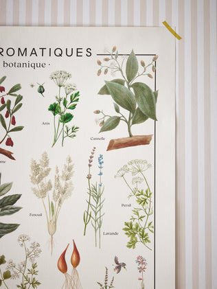 Affiche Plantes Botaniques - Collection Les Jolies Planches