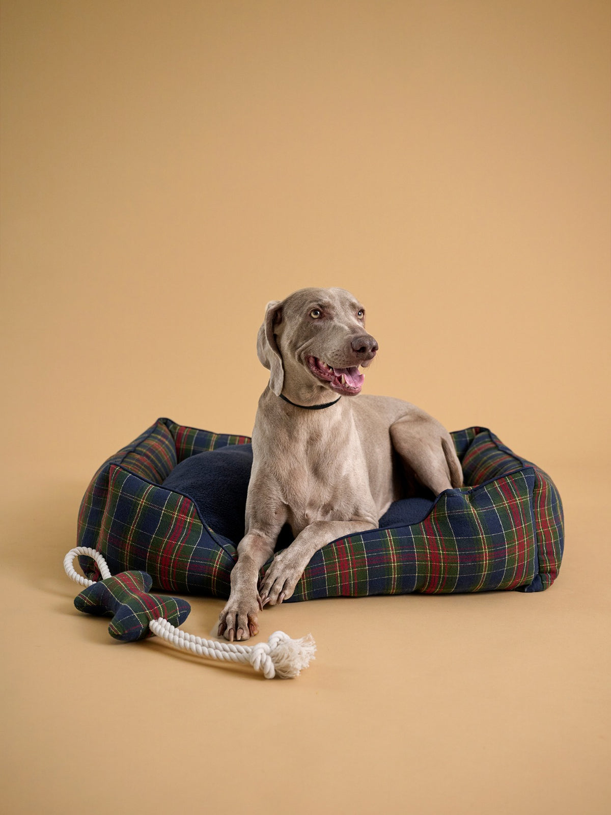 Jouet pour chien - Collection Fine Truffe